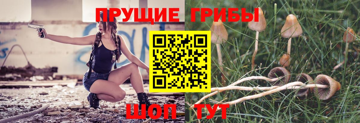 Псилоцибиновые грибы Psilocybine cubensis Дубна